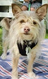 MisterBare's tweet image. We used to let Tupelo’s hair grow long. #samedog #Wizarddog #haircut