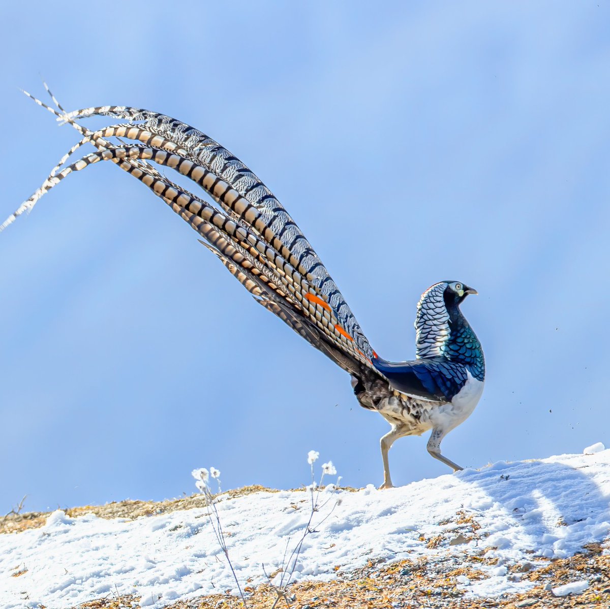 Caption This🤨

#Birds #LovelyBirdsInChina
#CaptionThis