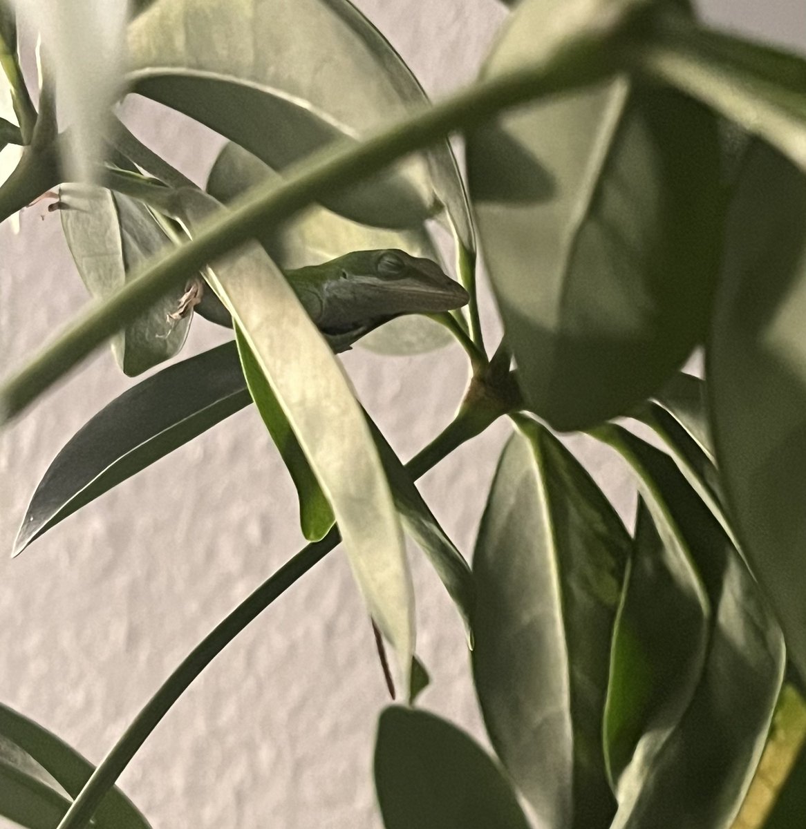 Nichole Manna tweet media