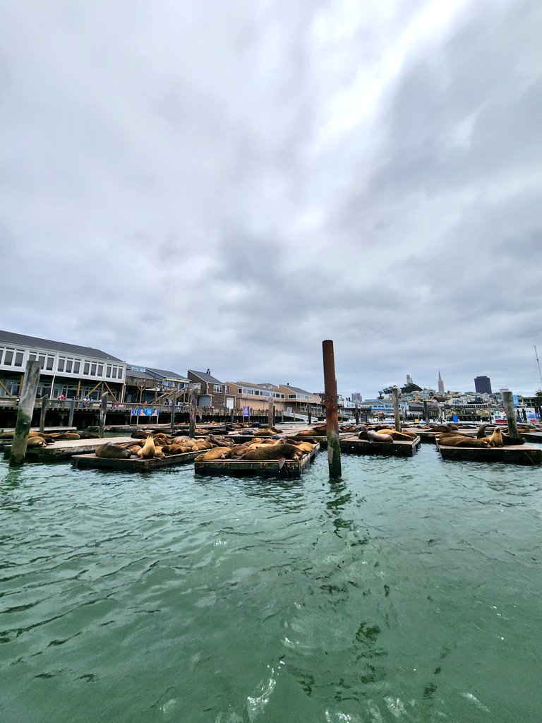 #SFO #FishermansWharf #Harbor #Travel