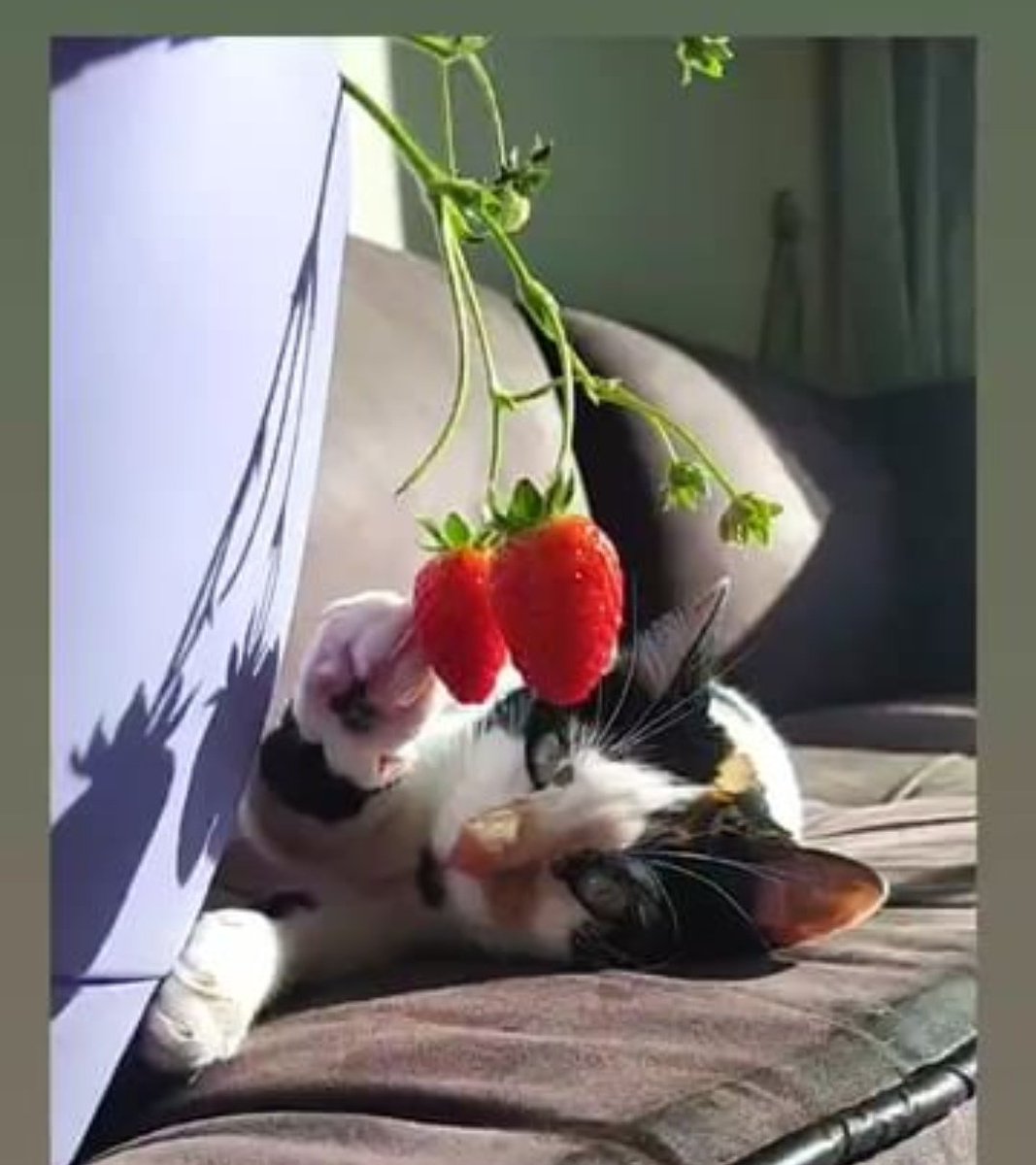 BleidyO's tweet photo. Quédate con el profesional que admire las frutas y verduras como lo hace mi gata #NoComaCuentoComaFruta https://t.co/vfz2fA4iB6