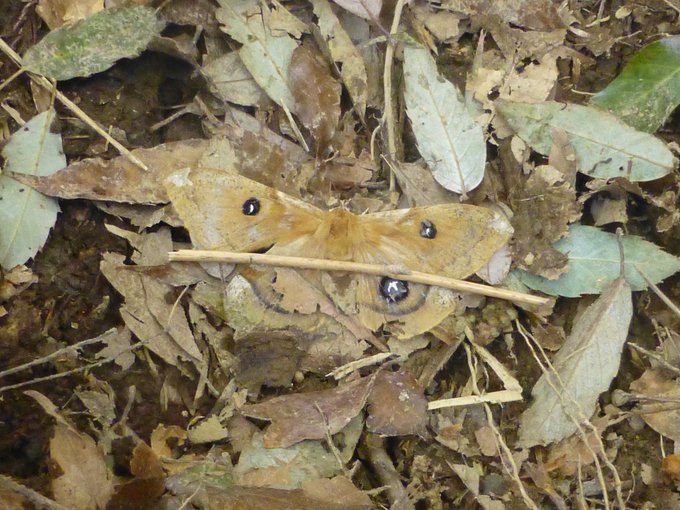 山道で足がいきなり変な動きをしたのでなんだ?と思ったらエゾヨツメが死んでた時の図(私の場合体が反応したワンテンポ後に何があったか認識する)踏まなくて良かった
