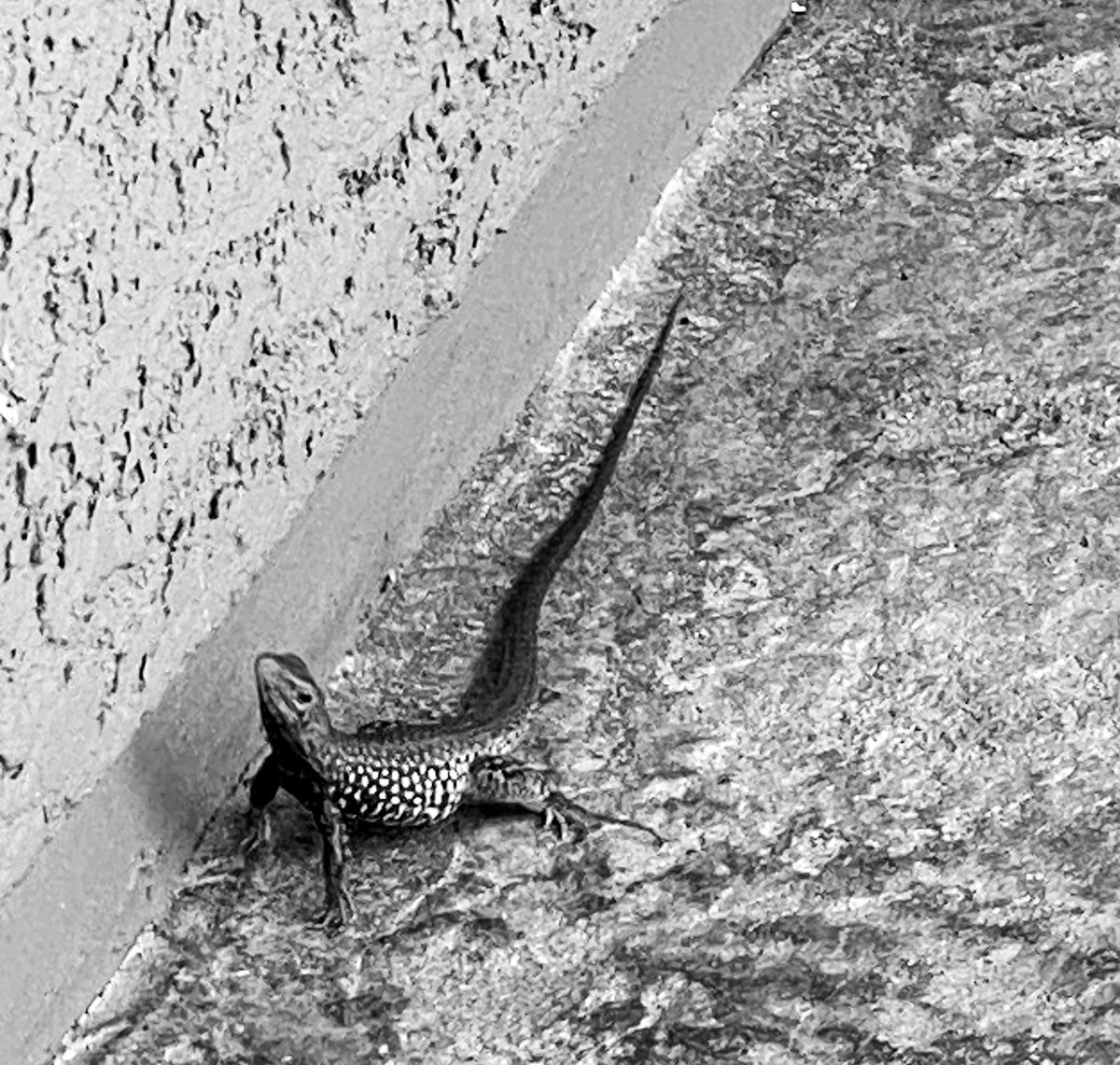 I like to edit/ work outside, and lately this rather large 🦎 has been keeping me company, and occasionally freaking me out when this lizard zips between my feet during a zoom call!