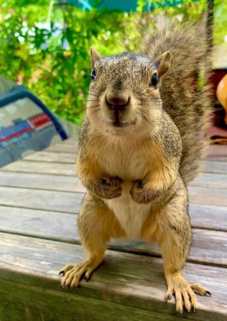 KlatuBaradaNiko's tweet photo. 🐿️ Caught this little guy flashing his best 'nut-please' smile!

How could anyone resist those twinkling eyes and that charming grin?

Surely,  the 'Squirrel of the Year' award goes to him. Now, where did I put  those acorns... 🥜🏆 
#SquirrelAppreciation #NatureLovers https://t.co/JILsc7MHLt