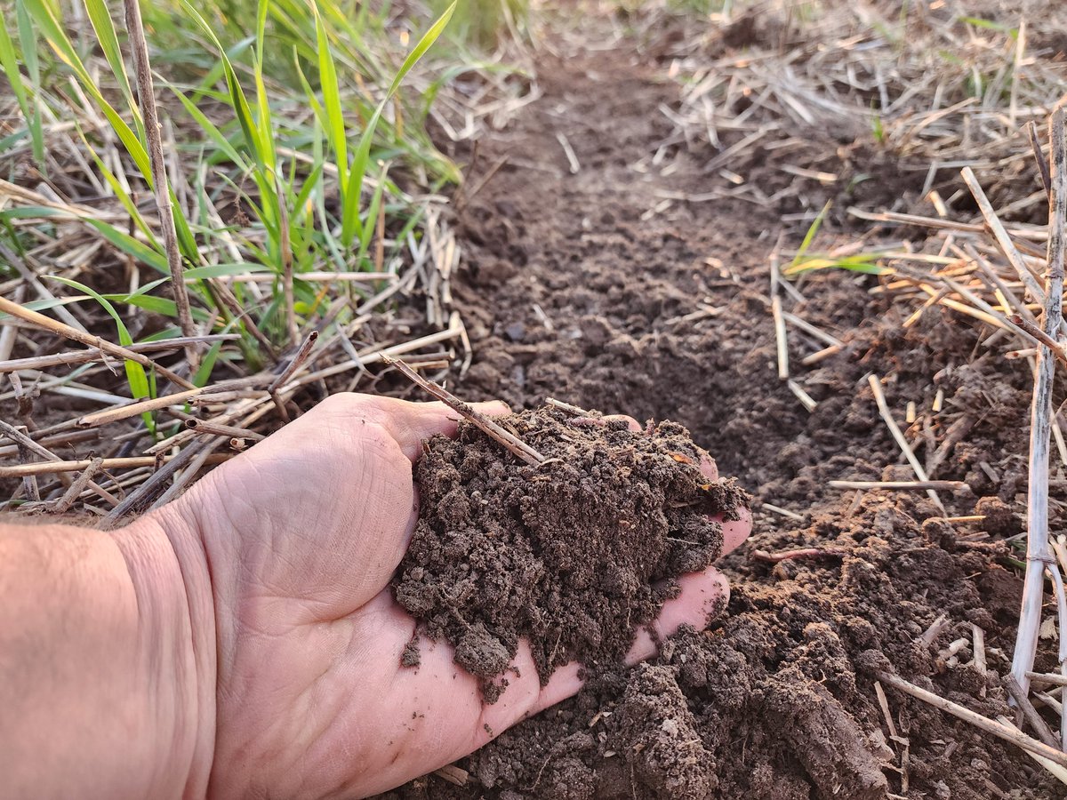 #plant23 <a href="/Maizex/">Maizex Seeds</a> <a href="/AgroLiquid/">AgroLiquid</a> It's happening #notillcorn