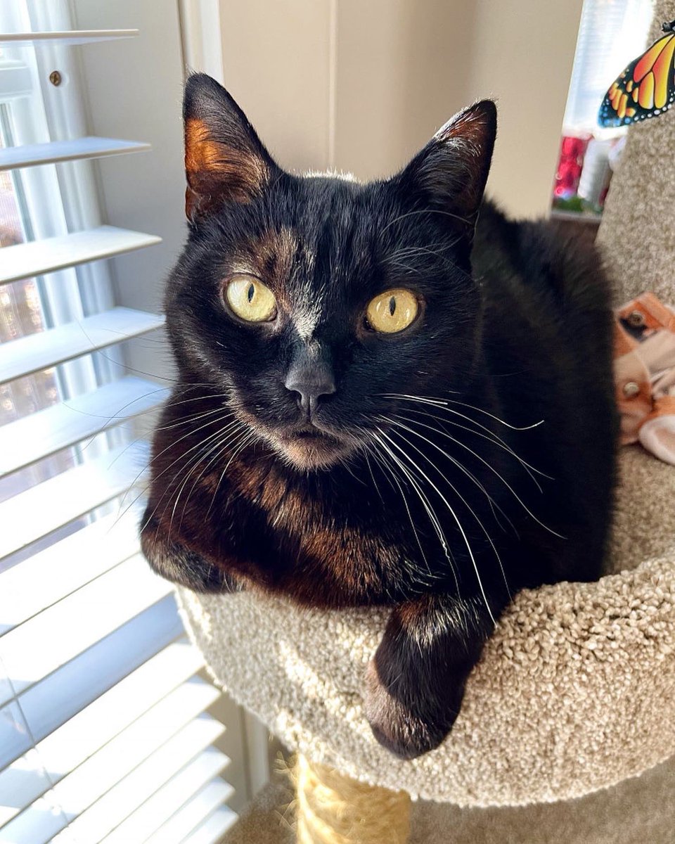 SlothosaurRex's tweet photo. Happy Birthday to a very special Little man in my life!! ❤️🐱🐈‍⬛

Today him and his twin sister turn 15 years old! 😱🎉🎁

#blackcat #HappyBirthday #CatsOfTwitter https://t.co/zSvjMkt1ra