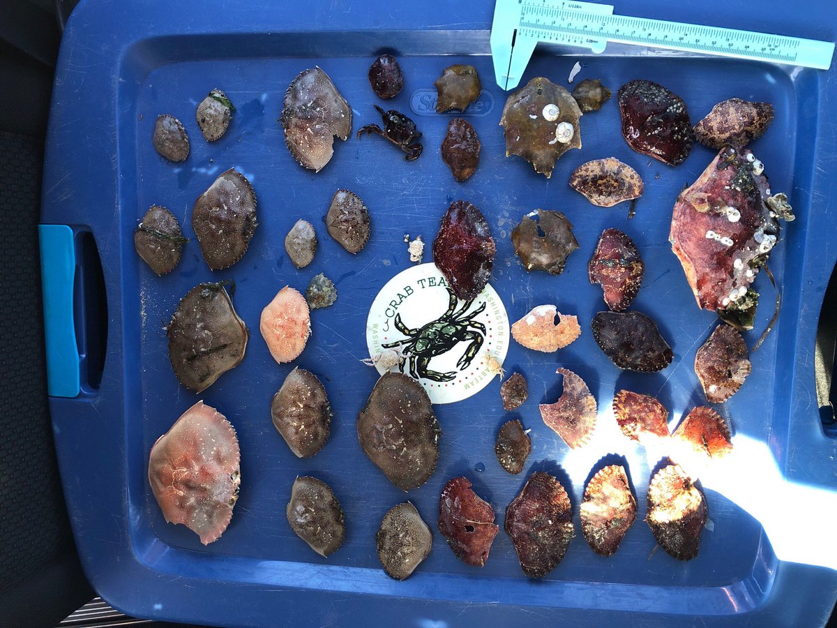 WAgreencrab's tweet photo. The #MoltSearch report is official up and running on @mycoastorg ! Emily did her first official survey at the Kingston ferry beach. No #GreenCrab molts but piles of Dungies, rock crabs, spider and shore crabs! https://t.co/dRDd2bXA9e