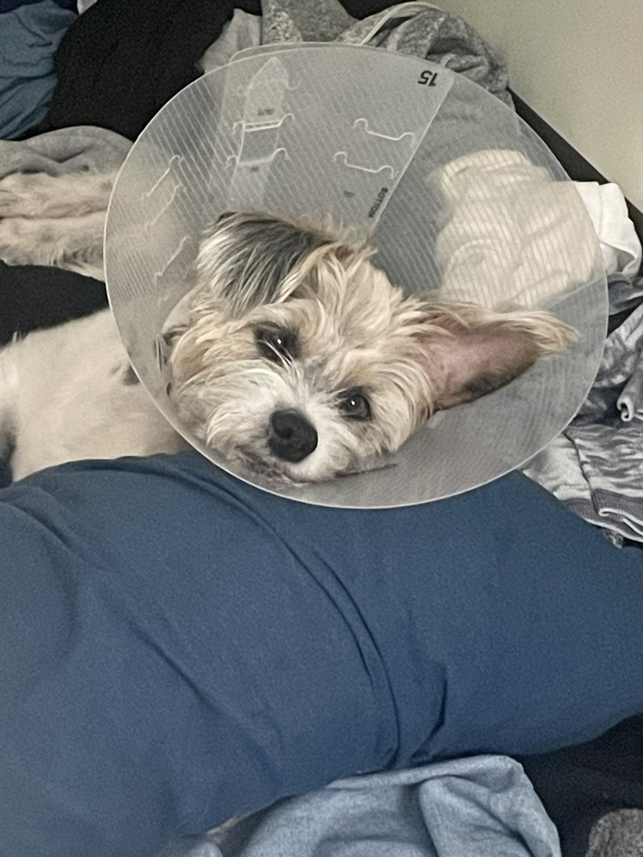 NolaTheMuttPup's tweet photo. She’s slowly getting her personality back 👏🏼 which means barking and whining to play 🤣🤣🤣 Missed our active attention seeking love bug this last week! She’s on the up!!! #getwellsoon #DogsofTwittter #GoodNight #conelife https://t.co/EaLlAkVU2f