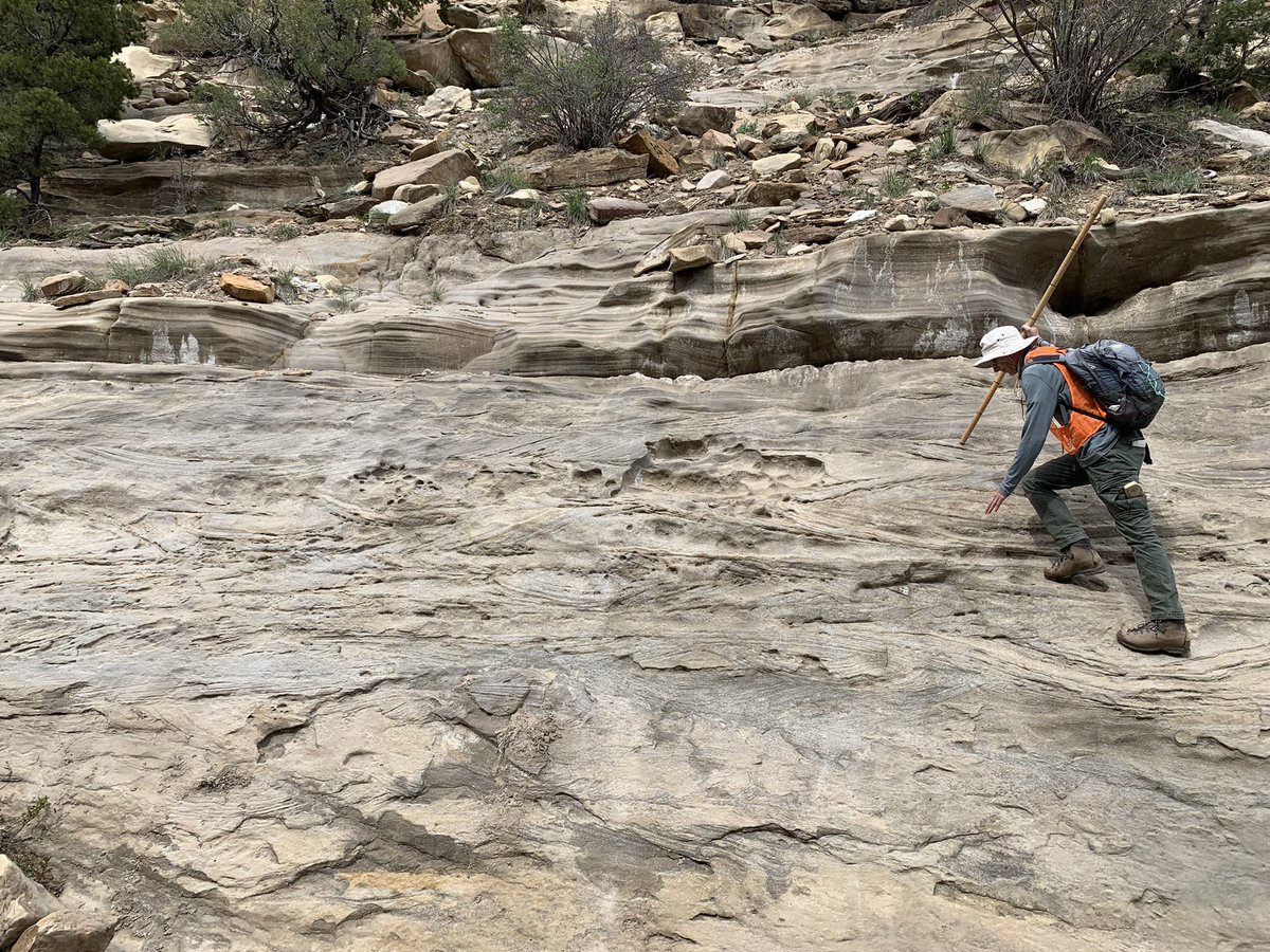 pebbles_malone's tweet photo. Day 1 of @txgeosciences 660A: Field Geology! 
Instructors M. Malkowski &amp; C. Olariu are teaching students how to measure, describe, and interpret depostional processes &amp; environments within marginal marine environments in the Book Cliffs, UT. World class geology! https://t.co/t3dEx4HfbZ