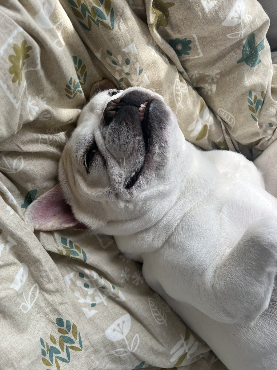 boolanc719's tweet photo. ベストポジション探してゴロゴロしてる🐕 https://t.co/NLNSpK4eUc