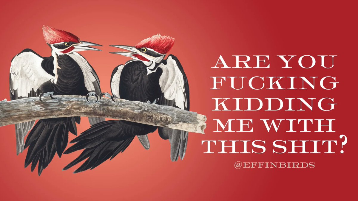 Effin' Birds (@effinbirds) on Twitter photo 