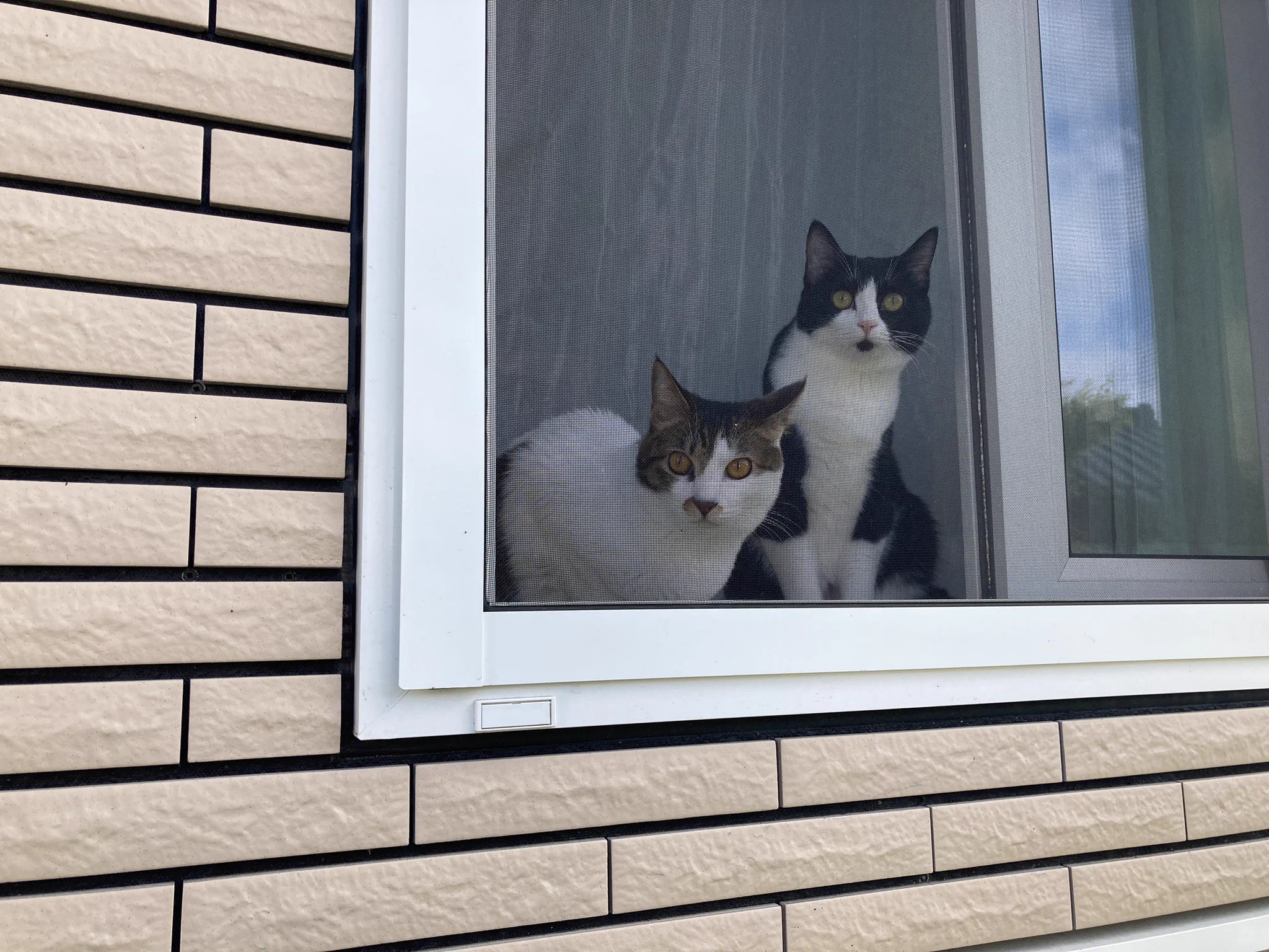 @yajima_en 毎朝小学一年生の初々しい集団登校を見守っております 