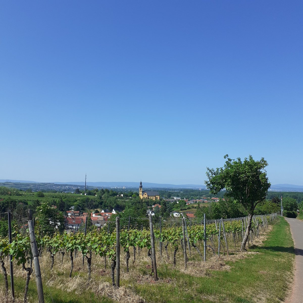 Rundkurs Nackenstein - Nierstein, bei tollstem Wetter 🥰