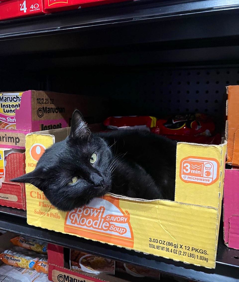 Bodega Cats tweet media