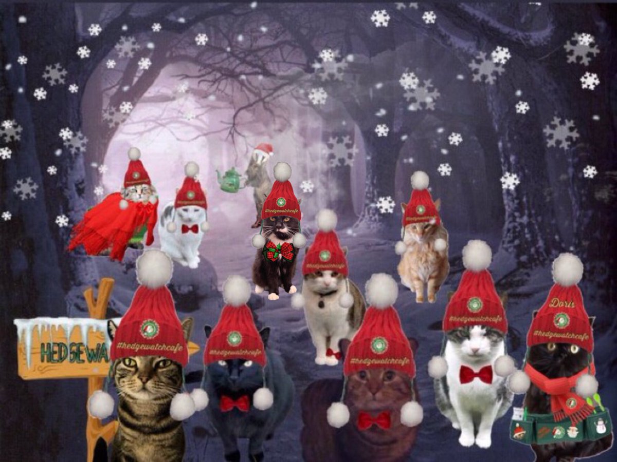 One of my favourite memories #HWMemoryLane is a #hedgewatchchristmas with furriends 
#CatsOfTwitter