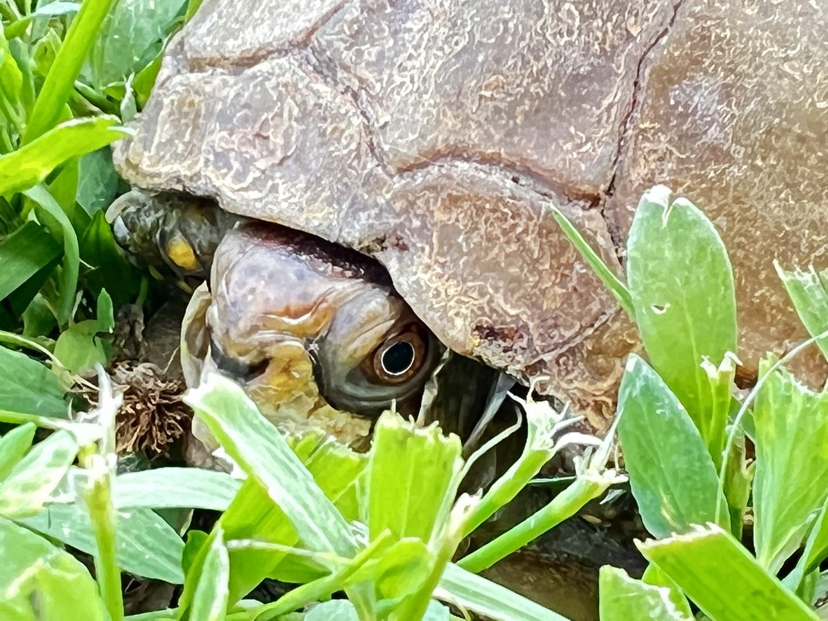 AngelaTague's tweet photo. I spy…. A tortoise eye! That’s Donnie! 🐢 She’s my three-toed Eastern Box Turtle having fun in my front yard. 

#TurtleMom #ThreeToedEasternBoxTurtle #Iowa #ThisIsIowa #GetOutside https://t.co/1h4vc77YUT