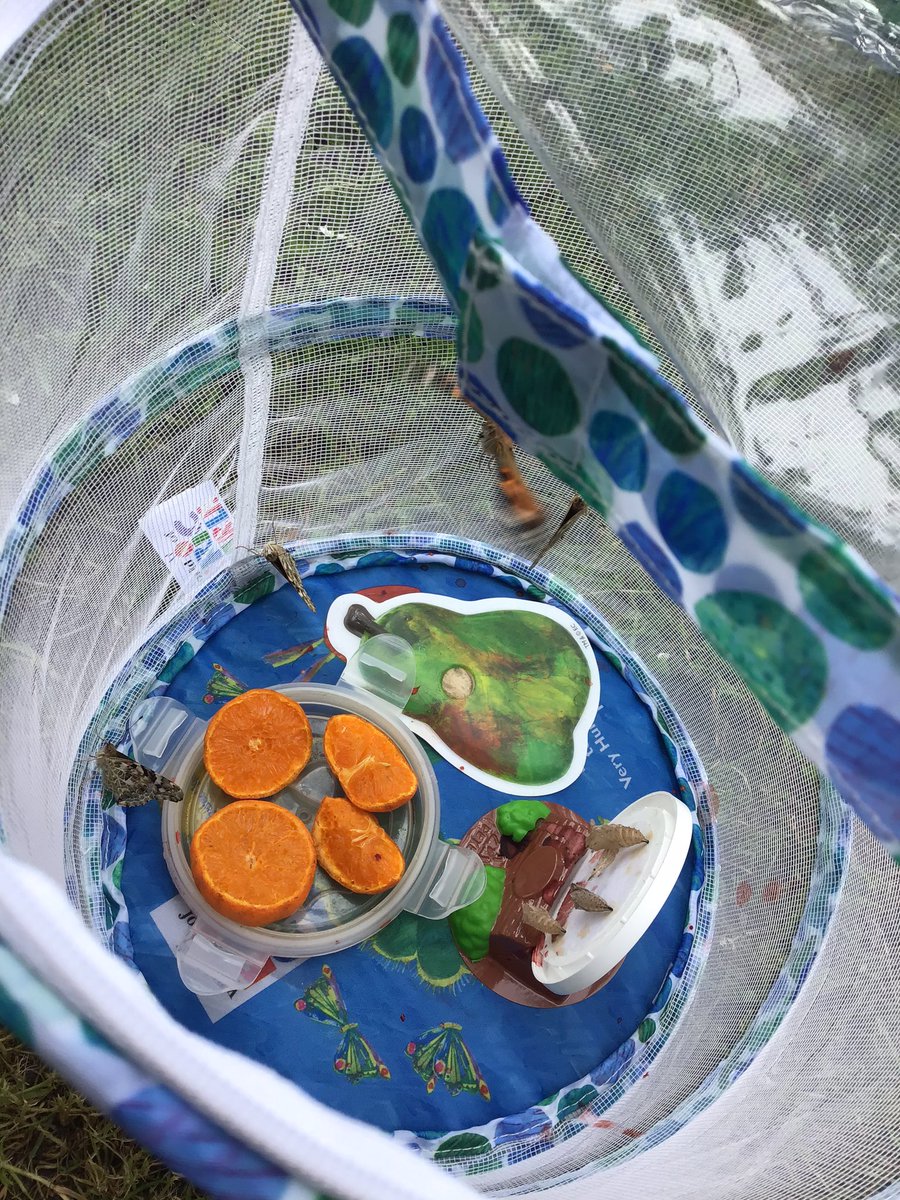 CPickeringPri's tweet photo. It has been wonderful to watch our caterpillars transform into butterflies, but now it’s time to say goodbye. The boys thoroughly enjoyed it 🐛🦋 #CaterpillarCycle #LearningThroughExperience #ResourceBase #IPaSS https://t.co/YSxWVsNX6r