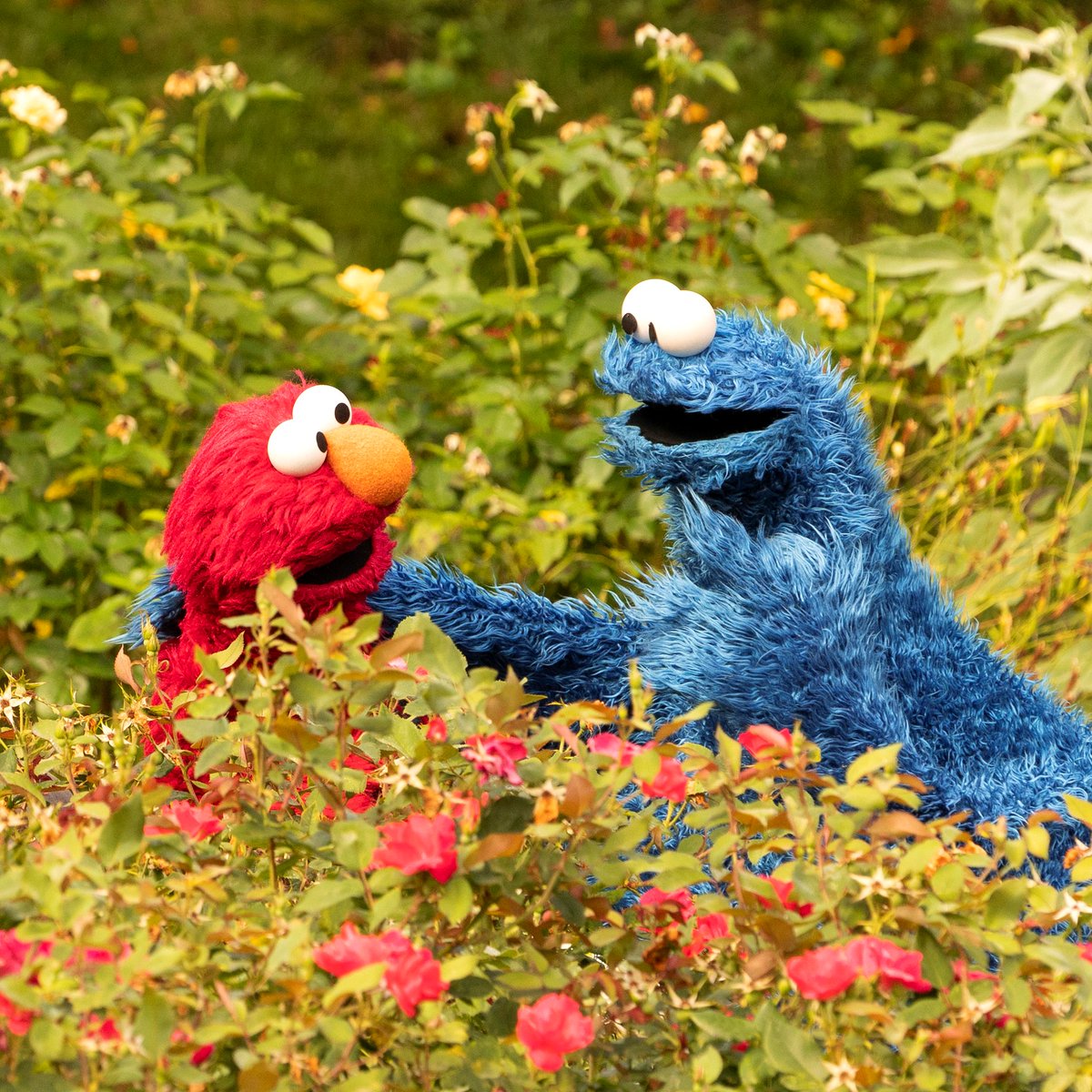 Elmo feels really lucky to have a friend like @MeCookieMonster! Who are YOU thankful for today? ❤️