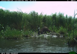 The river otter was taken off SD's threatened species list in 2020, but <a href="/AECheeseman/">Amanda Cheeseman</a>'s lab is using AI tools to better understand their distribution, habitat needs, &amp; more. Info on her research is in this recent SDState News article: sdstate.edu/news/2023/05/r…