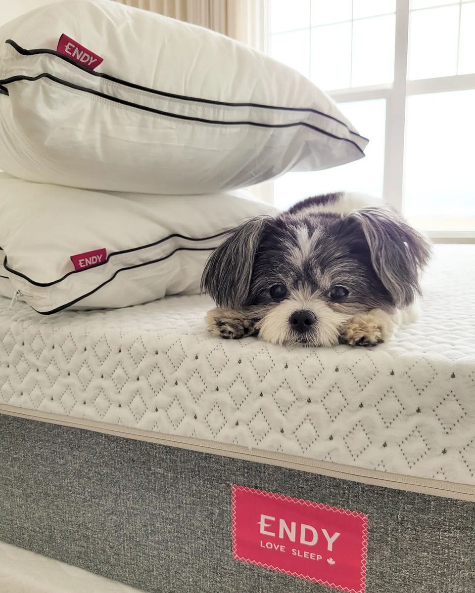 The face of someone who isn't quite ready to get out of bed yet. 🐶

(@themahoganyhaus via IG)