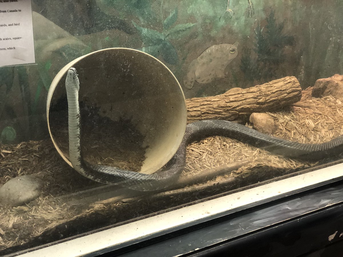 Spending a day with K! We are on a field trip to Bear Branch Nature Center! Learning about life cycles, natural habitats, and woodland safety! These Chipmunks are very comfortable in the great outdoors! #TheMount #KidsDeserveIt <a href="/CCPSk12/">Carroll County PS</a> <a href="/MdPublicSchools/">Maryland State Department of Education</a>