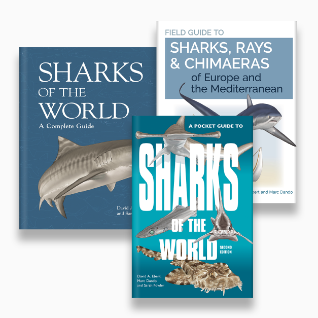 lostsharksguy's tweet photo. Just 1 more day to get any or all of these amazing books for 50% off! Don't miss out 🦈 @dando_marc @PrincetonUPress @WildNaturePress @MLMLmarinesci @ElasmoSociety @WildTimesPod @CSULBsharklab @findingdovi @podLewin @PrincetonNature #shark #book #lostsharks #lostsharkguy https://t.co/HE9AqJcdRX