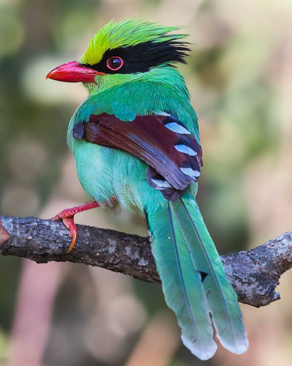 samthebirder tweet media