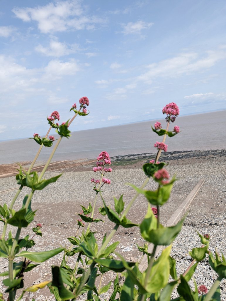 🪴 em 🪴 (@___emelizabeth) on Twitter photo 