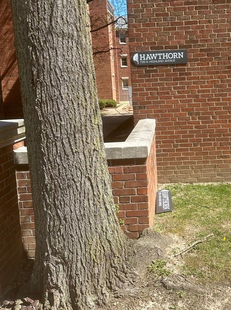 graphics22signs's tweet image. 🤔 Not sure if this is a hawthorne tree 🌳 or not, but if the sign says so 🤷‍♀️, who am I to argue? Maybe the tree is like "Finally, someone who reads! 🤓📖" #TreeHumor #IDontActuallyKnow #TreeSignsDontLie 🙃