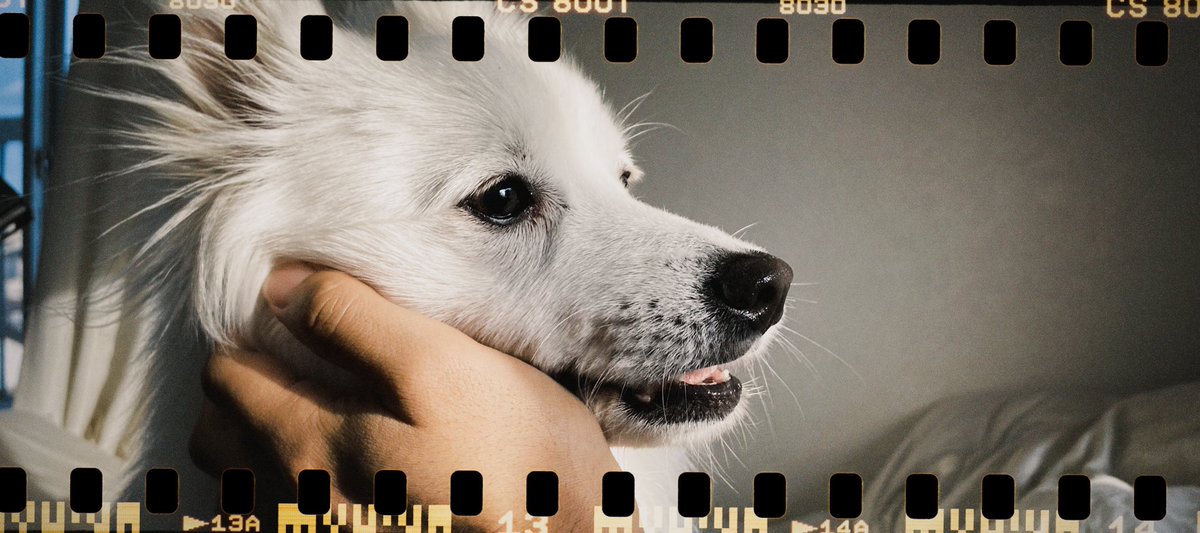 『 golden hour 』

 この時間帯の自然光はなんだかカメラを構えたくなる。

2023.05.25

#iphonefilm