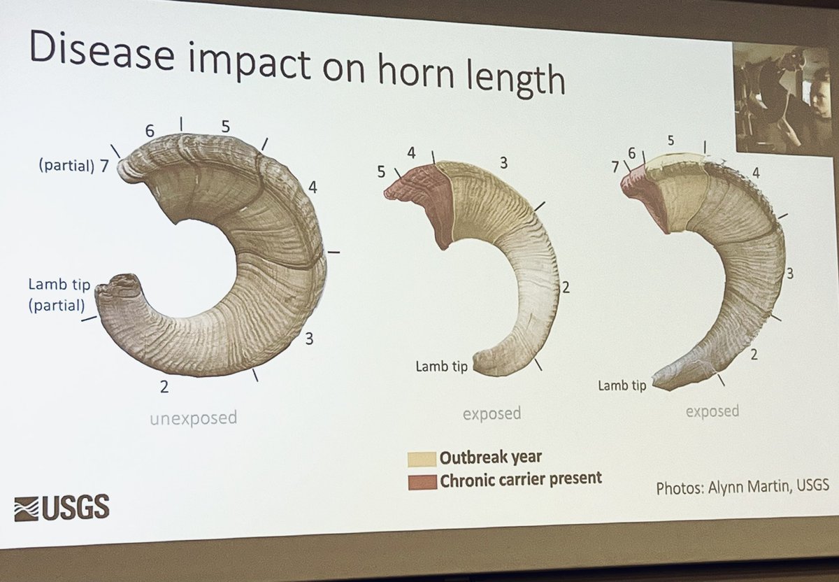 Paul Cross <a href="/eeid2023/">EEID2023</a> sharing cool work finding growth rate slows in bighorn sheep after pneumonia outbreaks 🐏