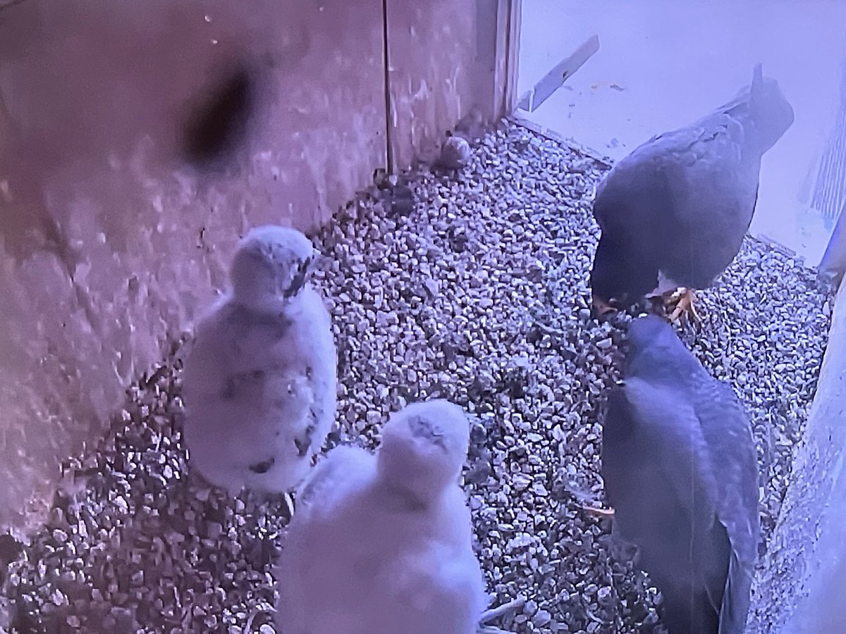Edwelda's tweet photo. Having a family meeting! I told Young Mama and Jack yesterday that we’ll be there at 2 today to do the banding. Keep an eye on the nestcams. I will try to tweet as much as I could. @UMLHawkWatch #Falcons #conservation #sustainability #audubon https://t.co/R1NEmvdCpb