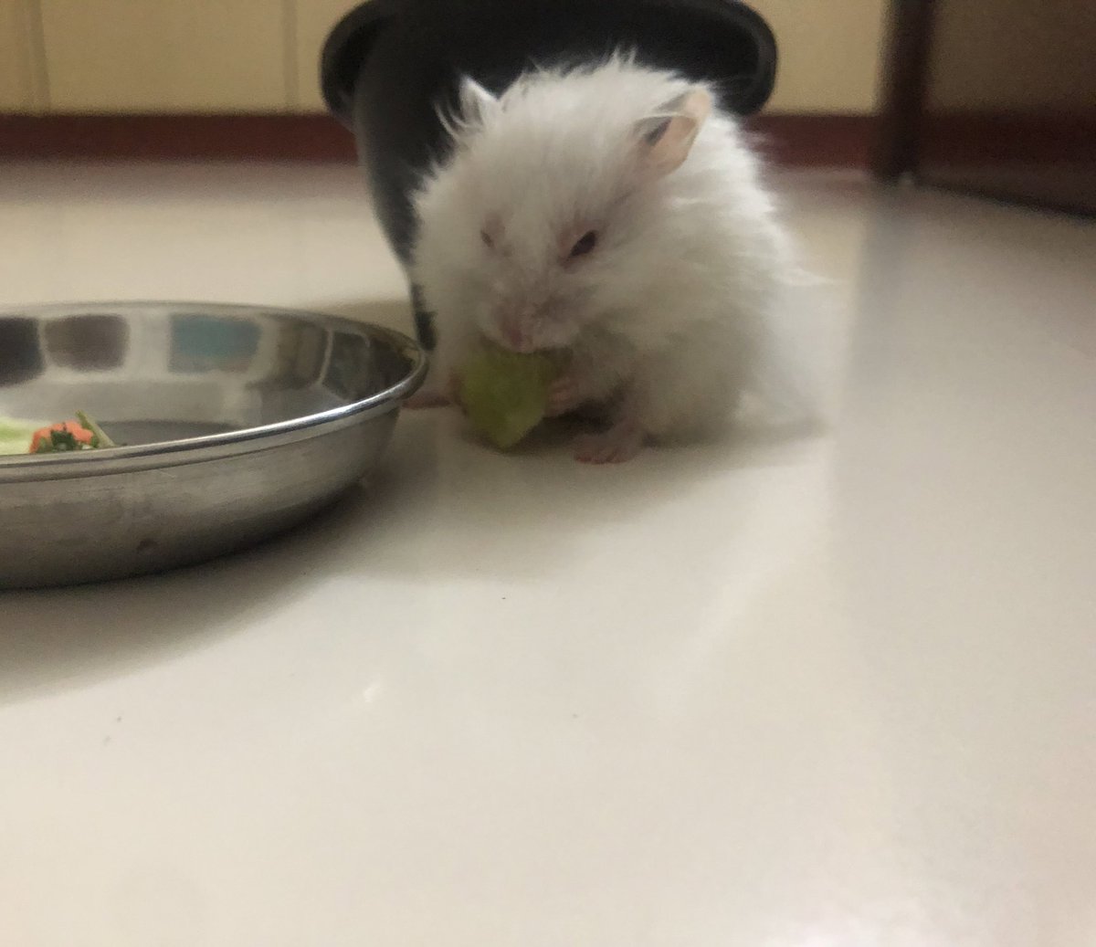 Hi. I know they’re not as popular as dogs/cats, but my best buddy in the world is sick. I’m terrified I’m going to lose Bubbles. 

I’m trying to get an appointment to an exotic vet. 

Can I just get people celebrating her? Or a hug? I can’t stop crying.