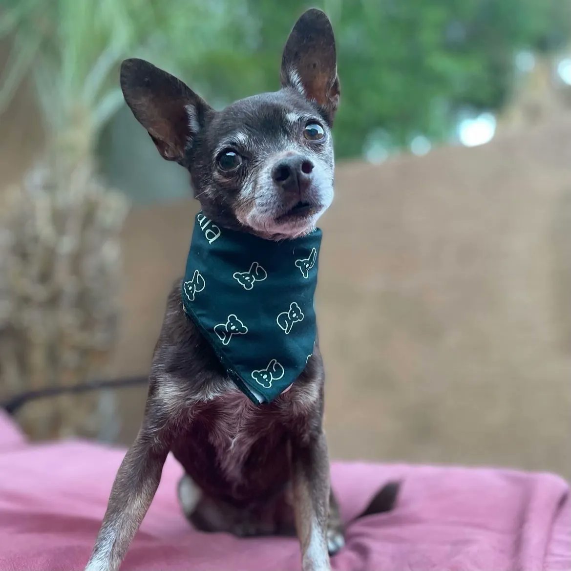 Welcome to the Koala family! Turning the bandana into a turtleneck — brilliant fashion choice.

#koalahealth #friendsofkoala #petrx #petpharmacy #dogsofinstagram