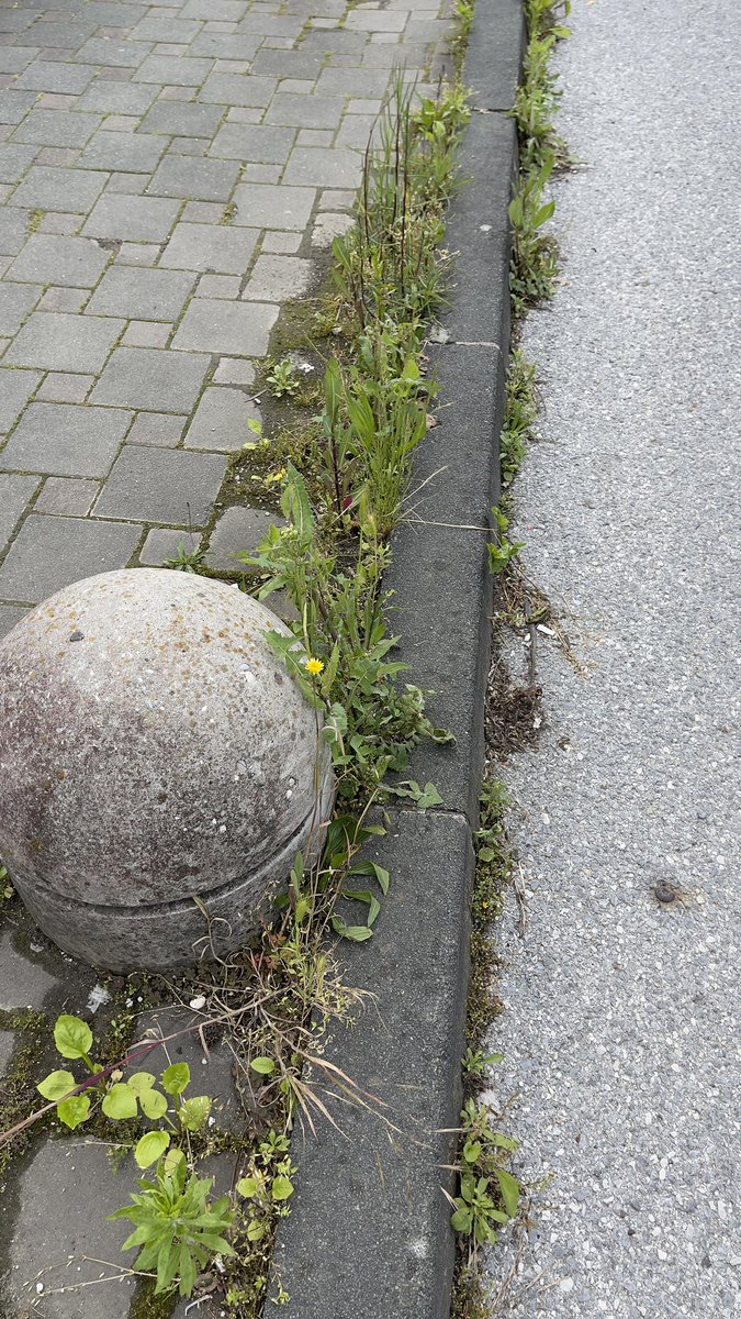 NeoZG's tweet photo. @BastasicD Nisu problem samo travnjaci. Rubnjaci i nogostupi su zarasli u korov koji uništava i cestovnu infrastrukturu a šuta od prije tri zime je posvuda a o smeću da ne govorim.
Gradonalečnik @ttomasevichr i @mozemoHR se moraju prošetati izvan kruga od jednog kilometra oko Trga S.R. https://t.co/GGinbNvIuC