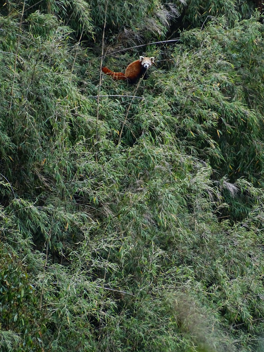 Red on green: a #RedPanda in its bamboo habitat.
#MammalWatching #WildNepal #RedPandas #Nepal