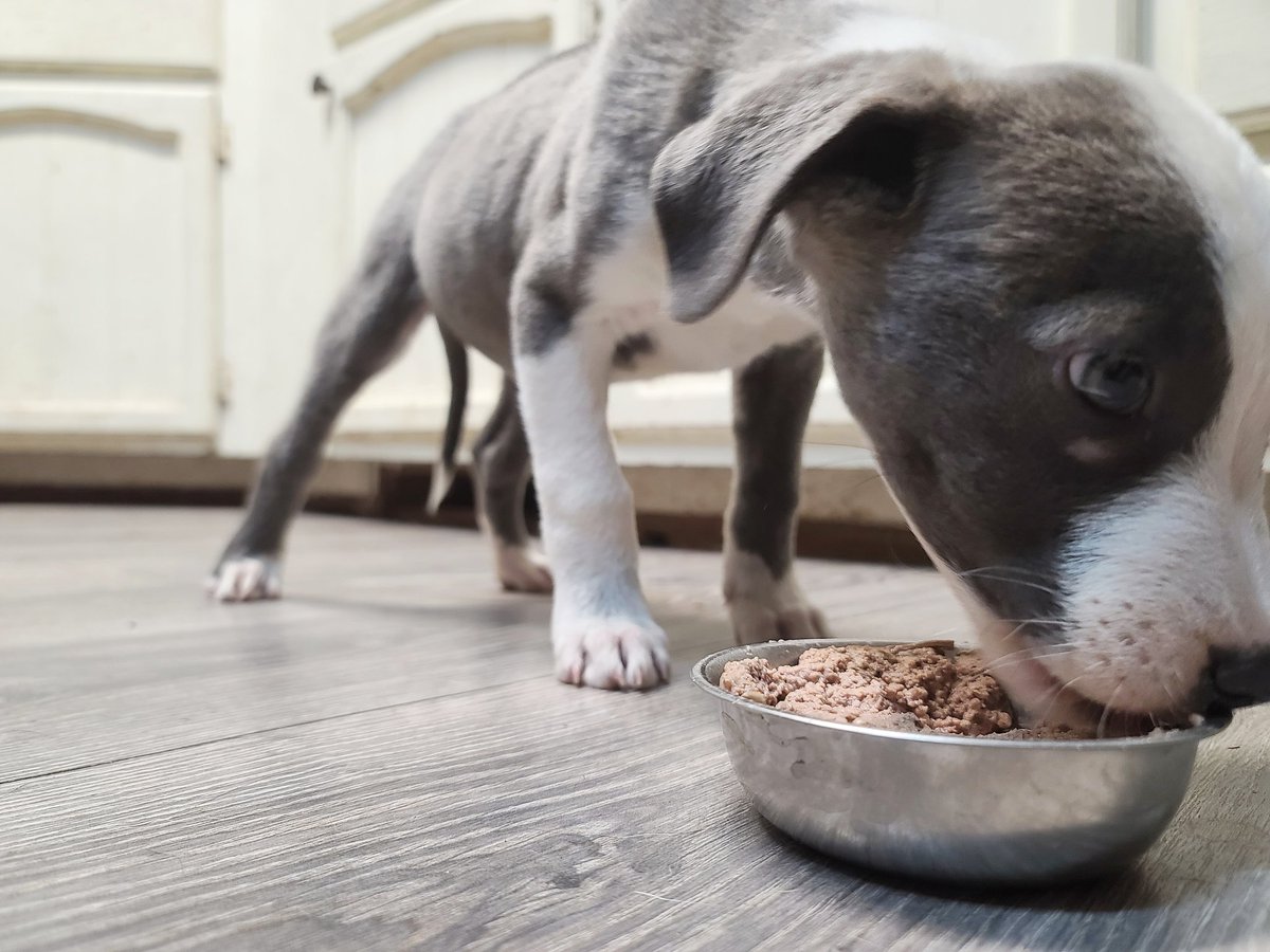 Punk4Pres tweet media