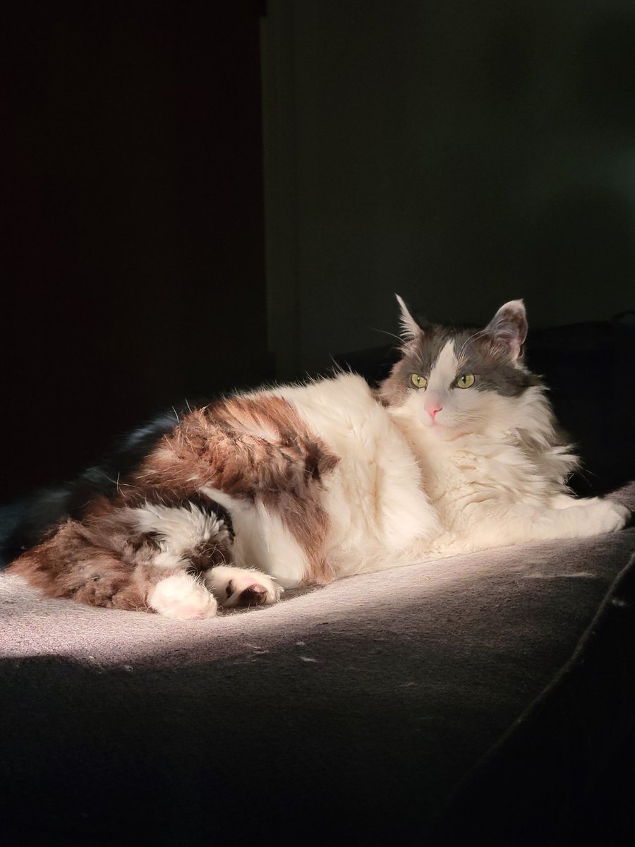 Haven't been around.

But had to share this absolutely epic picture of Luna.

Hope you are doing well and playing a bunch of cool vidya games.