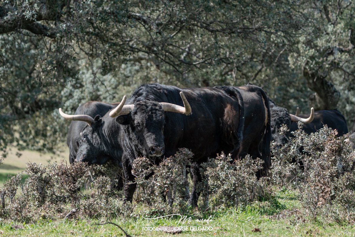 Suerte para la tarde de hoy <a href="/puertoslorenzo/">Puerto d San Lorenzo</a> 
#sanisidro2023 #ganaderiapuertodesanlorenzo #salamanca