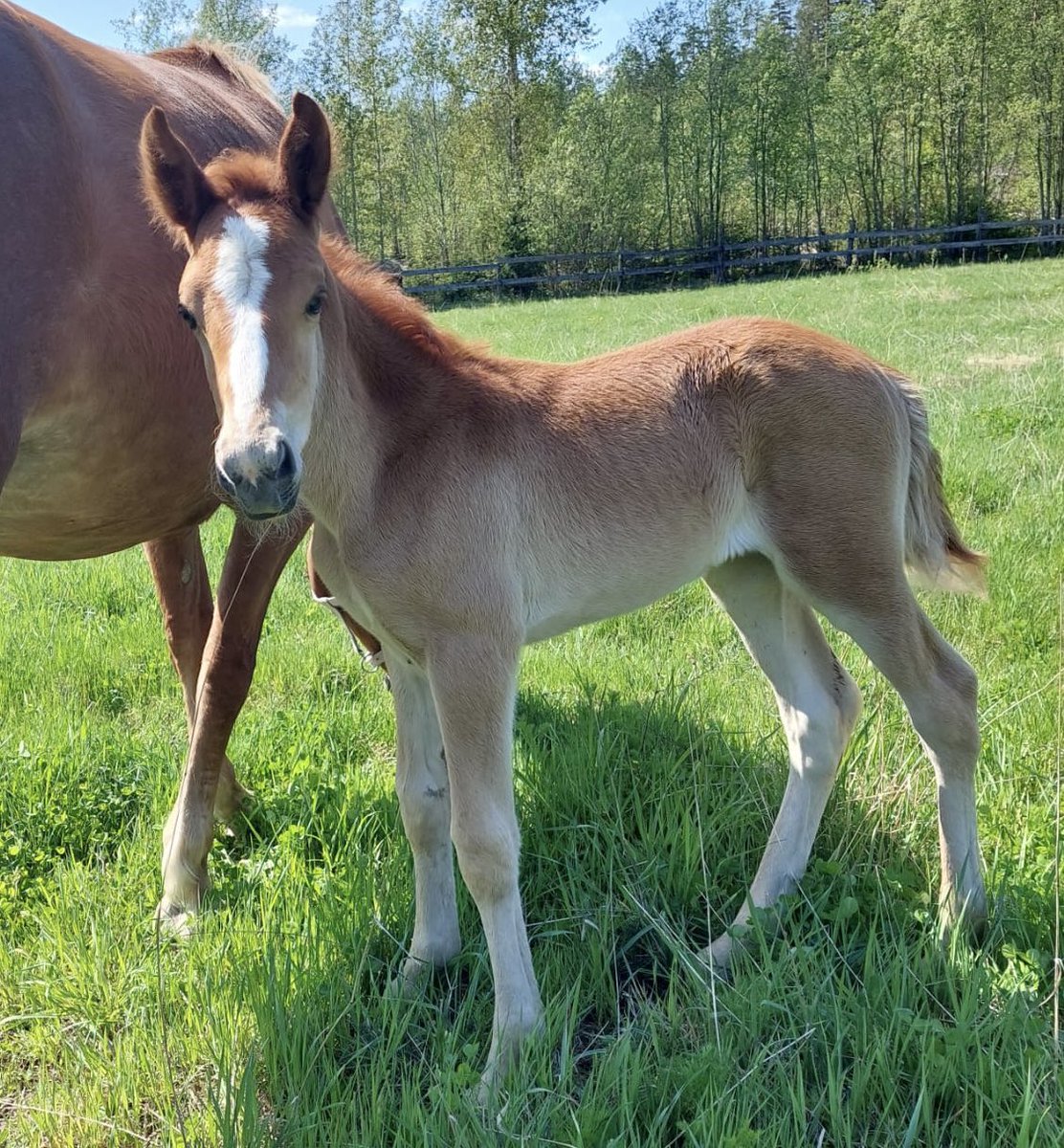 lauri_saarinen's tweet photo. Annettiin nimeksi Leppäkerttu. Tilattiin samalla Villimiehen Tammakilpaan punaiset takit mustilla pisteillä 🐞. #ravit #hevoskasvatus #kihiseeläinen https://t.co/Ro7fPpHxZN