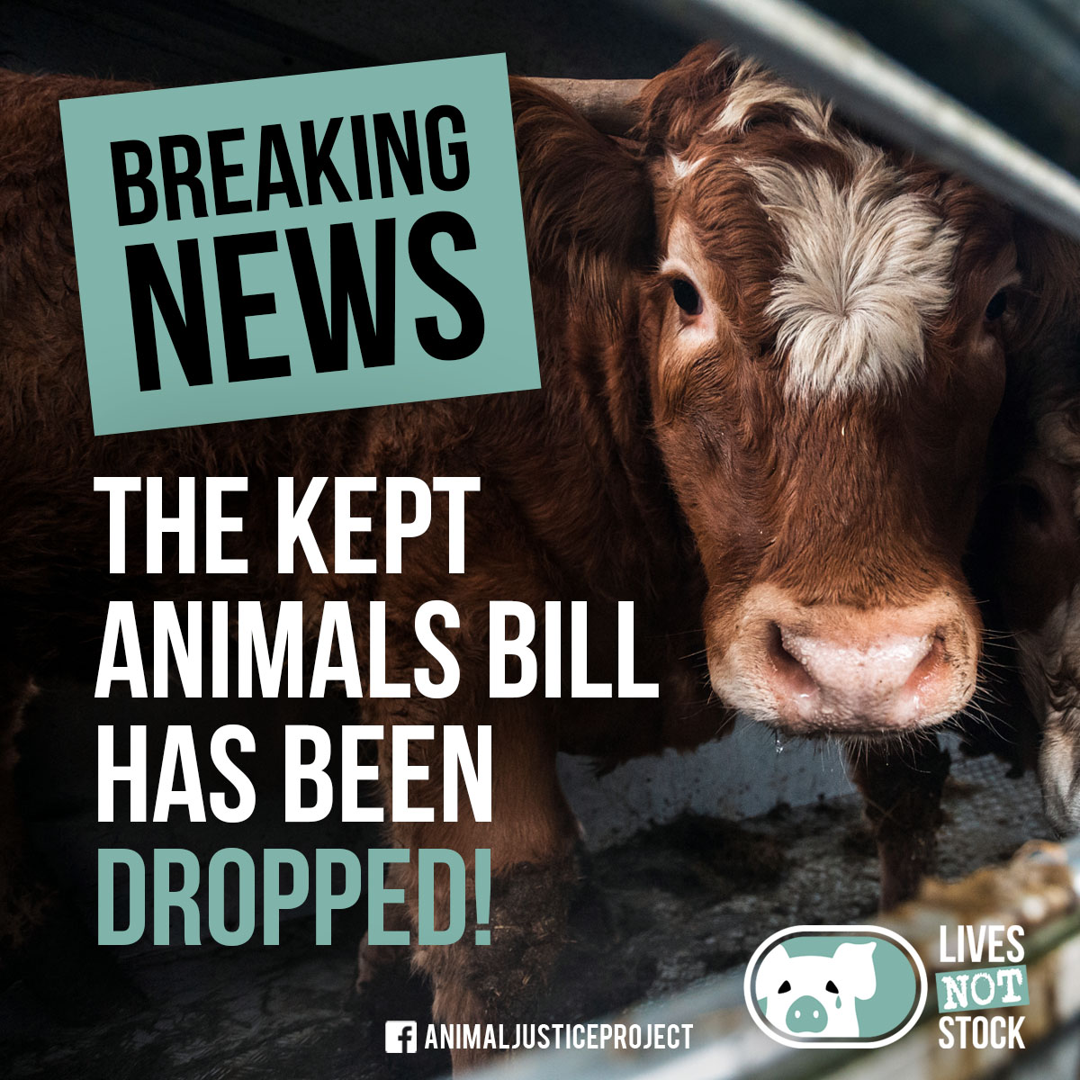 ajpReact's tweet photo. KEPT ANIMALS BILL SCRAPPED BY SUNAK!

An official statement from our Campaigns Manager, Ayrton Cooper:

"If you have ever considered signing a petition, the time to do it is now! In a colossal act of betrayal against animals, Rishi Sunak has abandoned the 'Kept Animals Bill', the draft legislation that would have seen an end to the live exports of animals for fattening and slaughter. This government is scandalously rolling back decades of painstaking campaigning by NGOs. This is a hateful act of deceit against a nation of animal lovers and the millions of animals who will continue to face arduous journeys, bleak conditions, and even death during live exports. We call on Rishi Sunak to reinstate the Bill and finally create effective change with his position of power."

Sign our petition and help us challenge systems that perpetuate the exploitation and suffering of animals.
https://t.co/51AoEoEfE3

@RishiSunak 
#LivesNotStock #AnimalRights #EndLiveExports #AbolitionistApproach #CompassionForAllSpecies #LiberationForAll #JusticeForAnimals #StopLiveExports #BanLiveExports #NoToLiveExports #AnimalsDeserveBetter