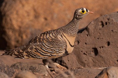 #Ganga de Lichtenstein (Pterocles lichtensteinii)
oiseaux.net/oiseaux/ganga.…