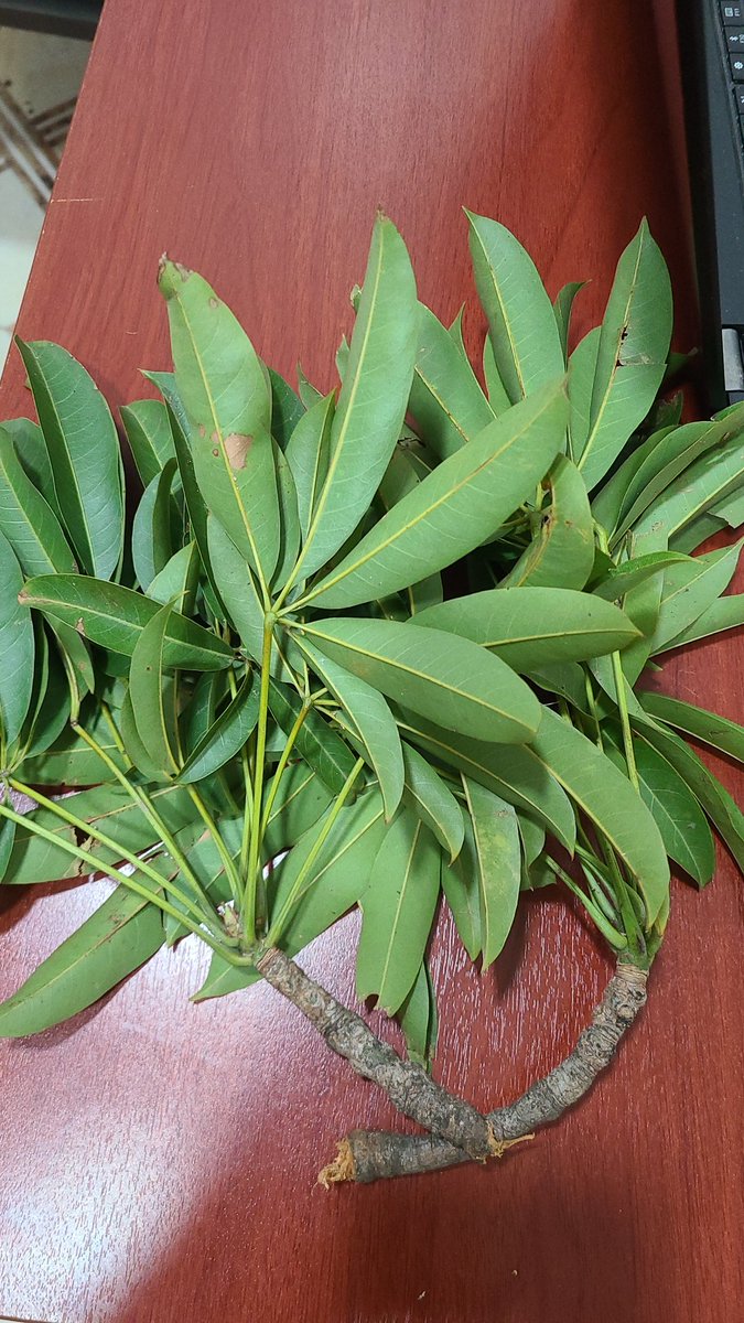 Benjamin Davies tweet media