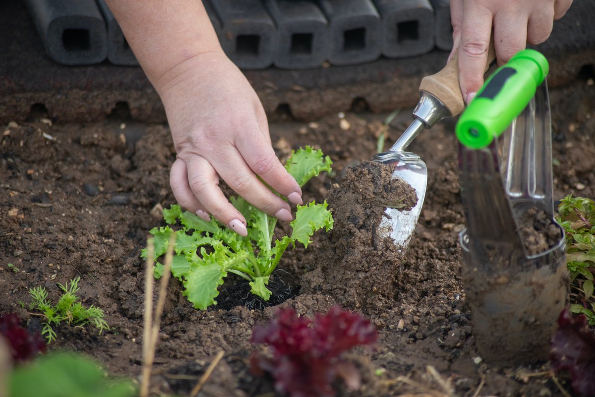 villederueil's tweet photo. 🌱 La Ville relance son opération distribution de #bulbes sur ses marchés. Venez récupérez vos bulbes sur vos marchés. RDV dès le samedi 3/06 sur le marché Ricard.
📆 Toutes les dates disponibles sur le site internet de la ville ▶️ https://t.co/gniMI5Uwd5 https://t.co/jn0bCfmNX6