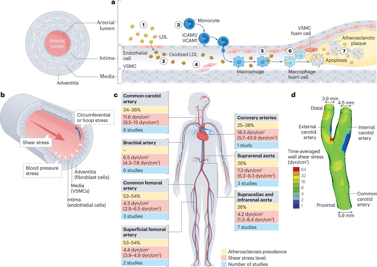 New Review! <a href="/JoLab_Emory/">Jo Lab @ Emory and GA Tech</a> and colleagues discuss blood flow-induced reprogramming of endothelial cells in #atherosclerosis: rdcu.be/dcYjc <a href="/CoulterBME/">Coulter BME | Emory & Georgia Tech</a>