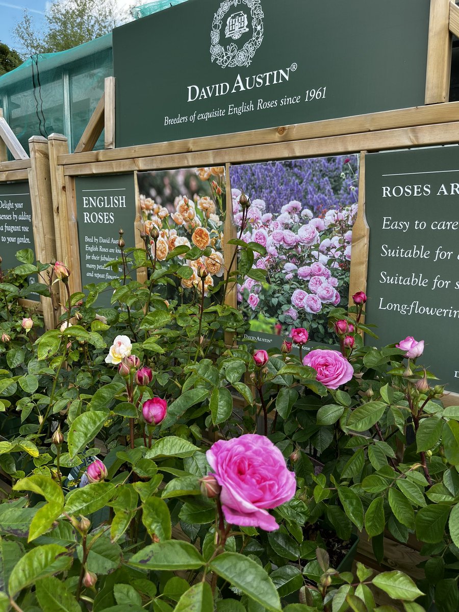 Here they come!! #rose #oswestry <a href="/DAustinRoses/">David Austin Roses</a> <a href="/DerwenCollege/">Derwen College - Post-16 specialist college</a> come and get them while they are here