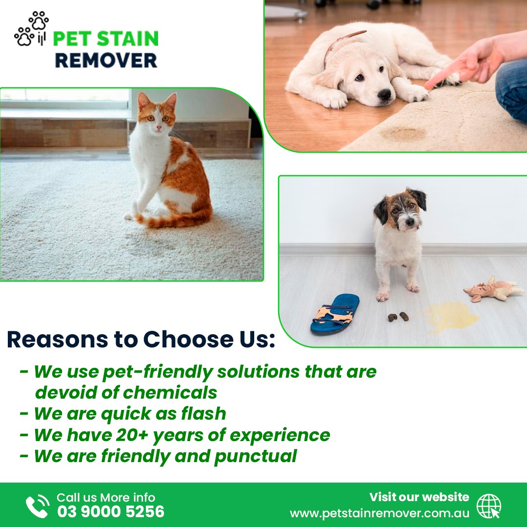 Chemical-free, pet-friendly cleaning. Lightning-fast, exceptional results. 20+ years of experience. Punctual, friendly team. Satisfaction guaranteed. Make your space spotless and safe for furry friends!

#petpeeodorremoval #freshhome #cleanliving #odorfree #professionalcleaning