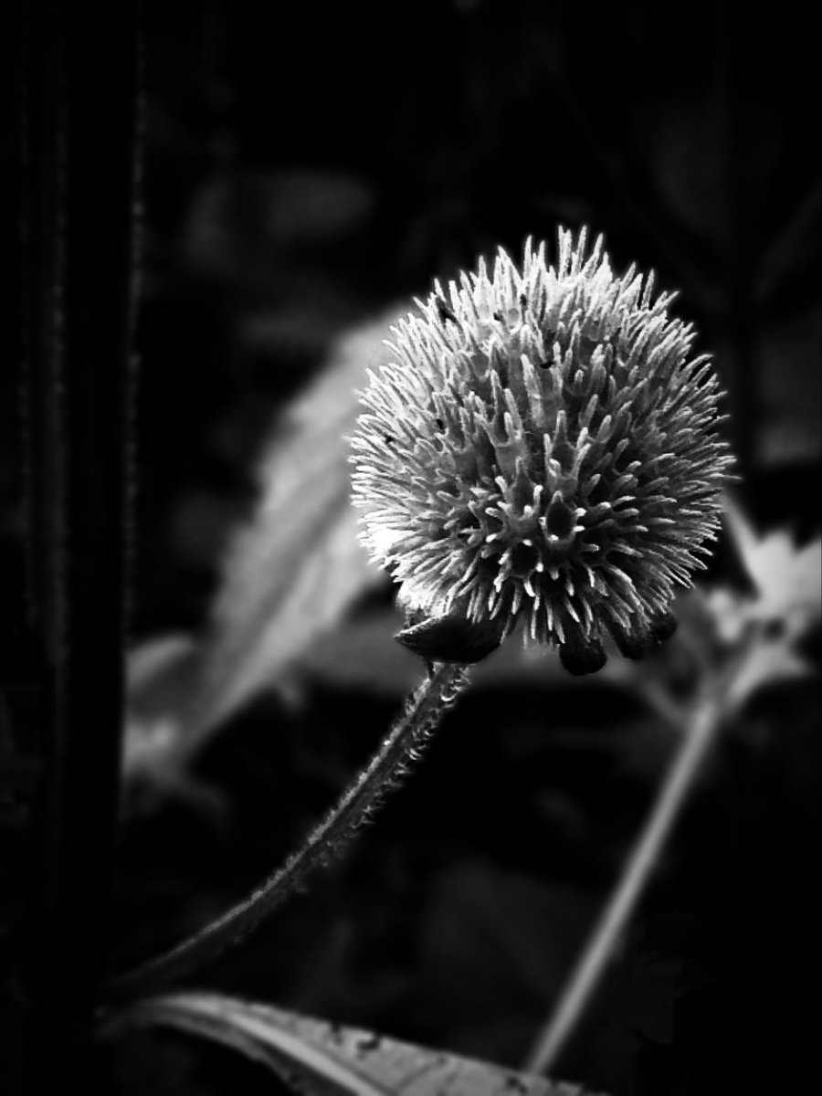 #blackandwhitephotography  #blackandwhite #noiretblanc #bnwnature #blackandwhiteart #lightandshadow #noiretblancphotographie #closeupshot #schwarzweiss #schwarzweissfotografie #bnw #bnw_plants #bnwphotography #naturephotography #flowers