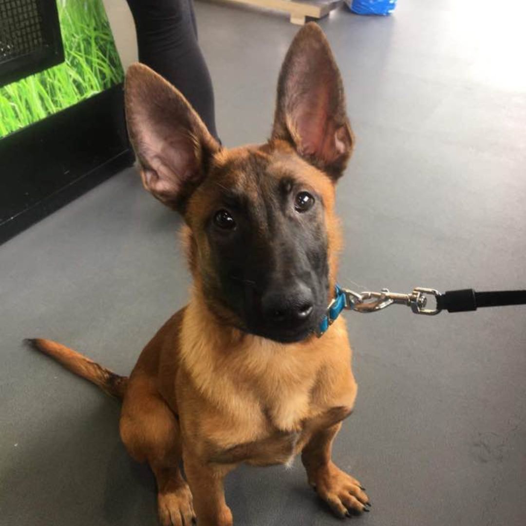Rage in for his treats and toys today in Cork 🎉🎁
Come visit us at Petworld and let the fun begin! 🐾❤️
Or shop online pulse.ly/qiz7bhskwu

#Petworld #Cork #PuppyLove #TreatYourFurryFriend #ToysGalore