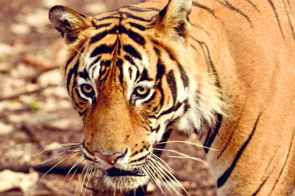 csdhara's tweet image. #TigersOnThursday